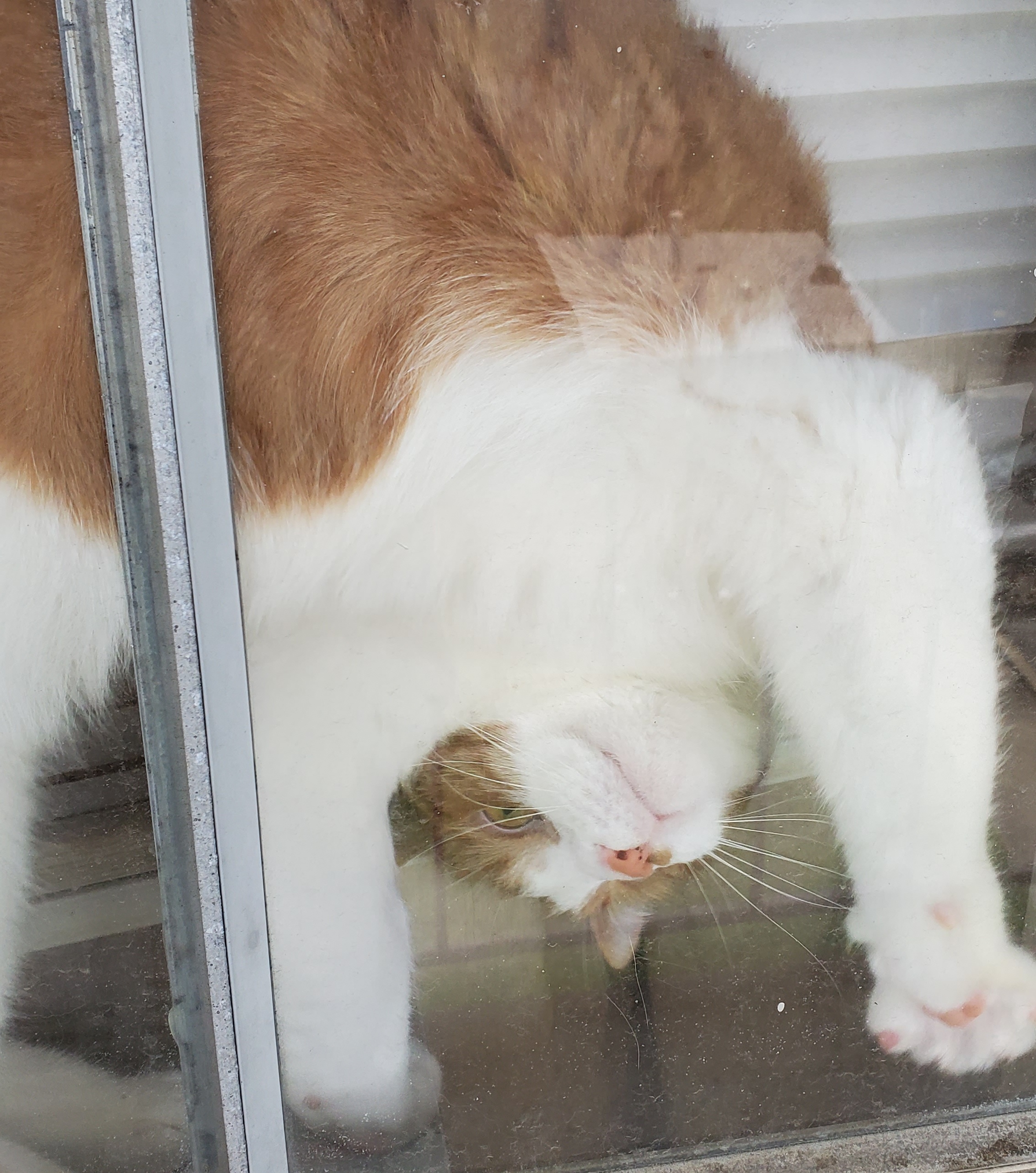 my sweet kitty Gus, playing in the window.